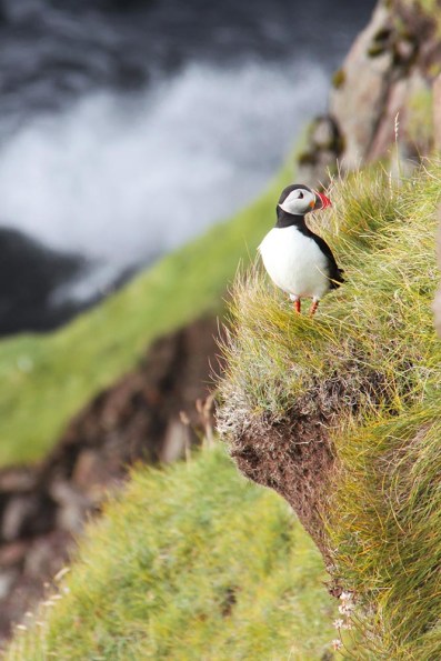 Puffin-Faroe-Islands.jpg